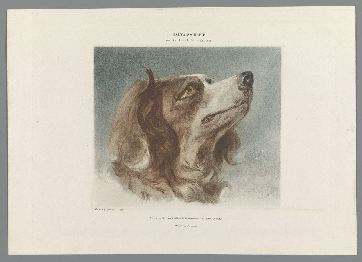 Kop van een hond door Anonymous