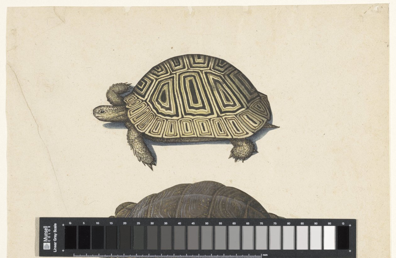 Landschildpad door Anonymous