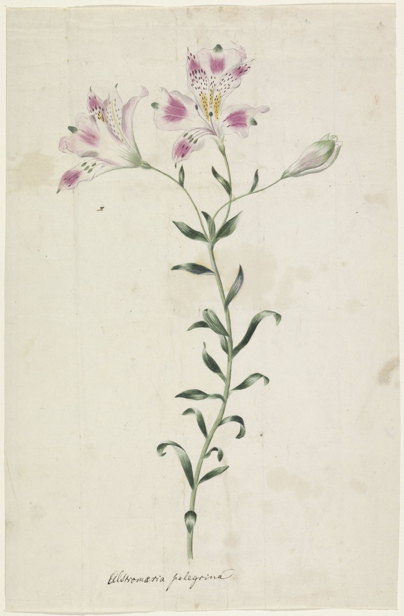 Lelie (Alstromaria Pelegrina) door Anonymous