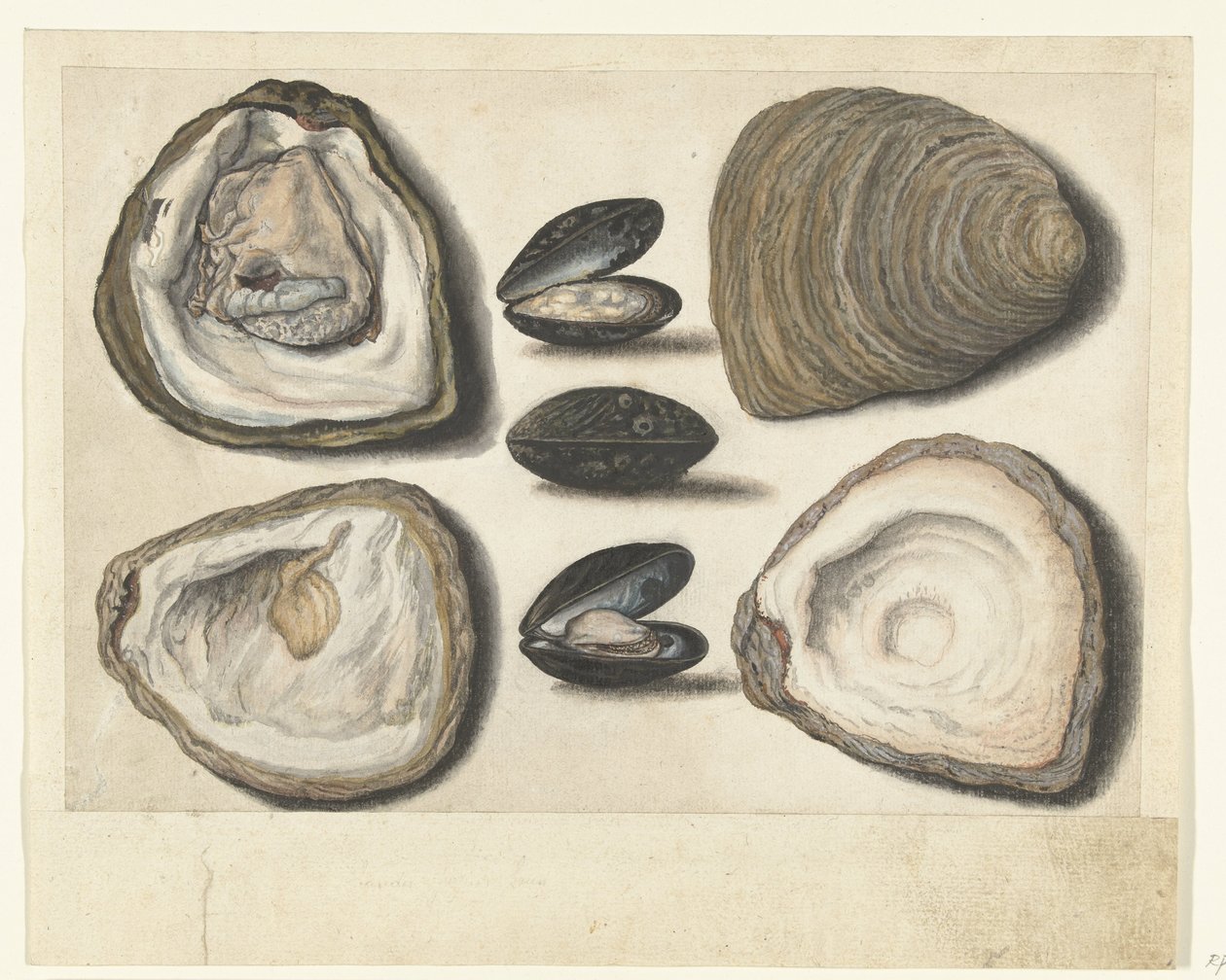 Oesters en mosselen door Anonymous