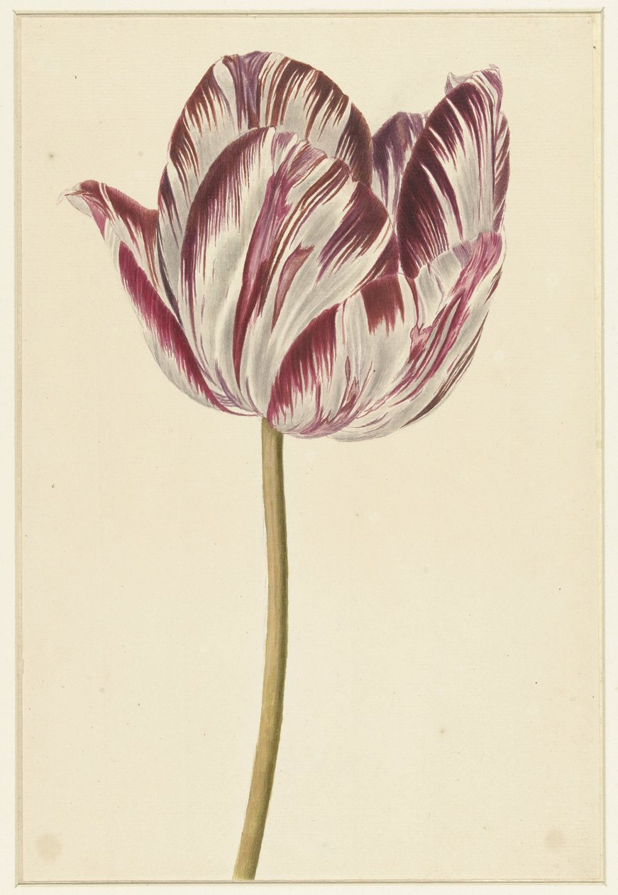 Rood-witte tulp door Anonymous