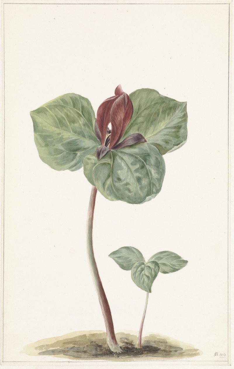 Trillium door Anonymous