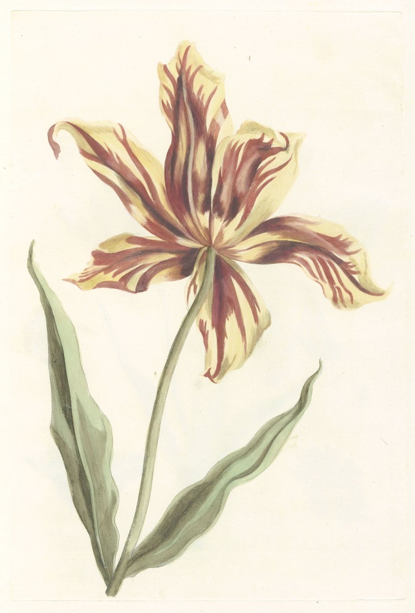 Tulp door Anonymous
