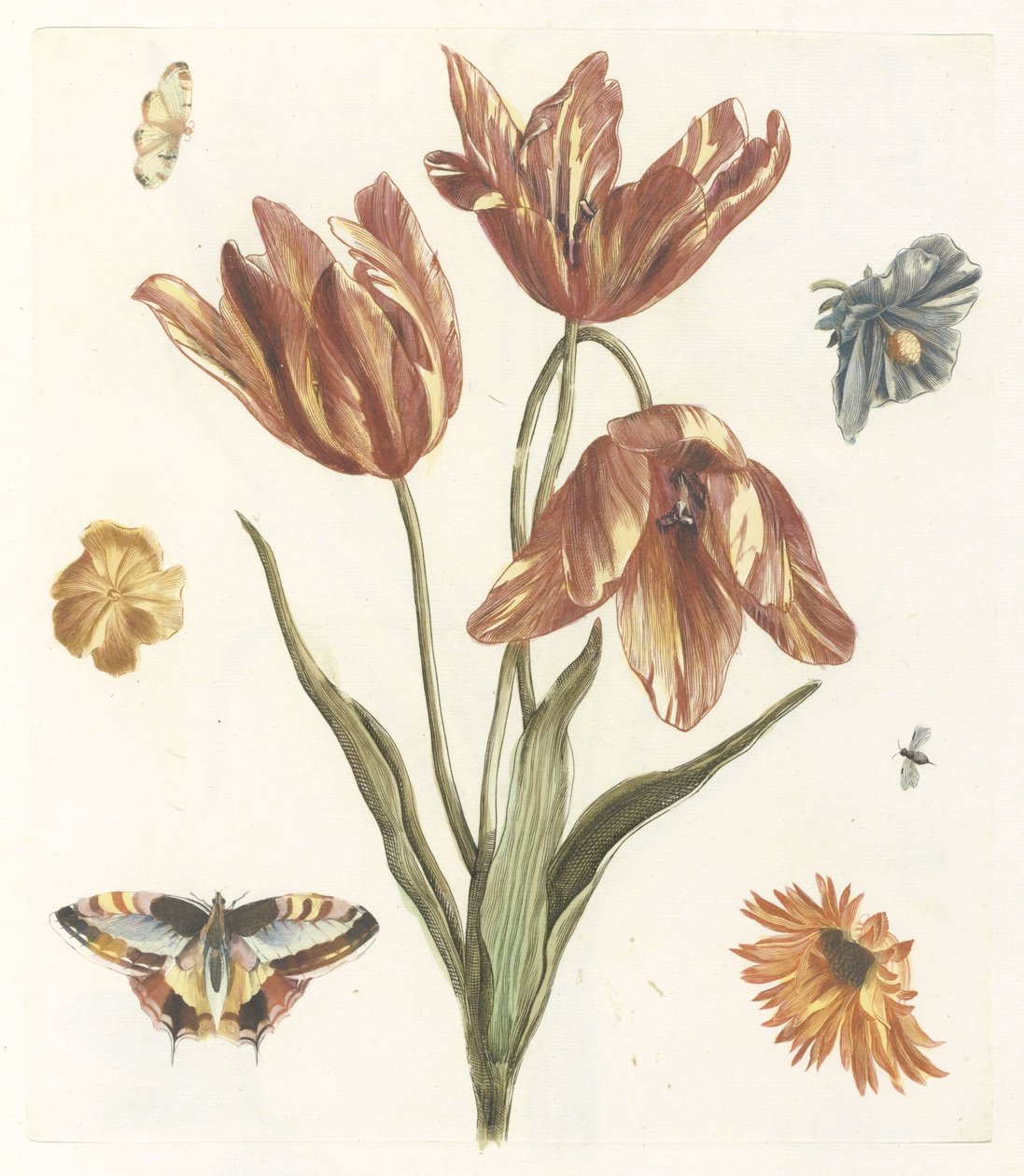 Tulpen, andere bloemen, vlinders en een vlieg door Anonymous