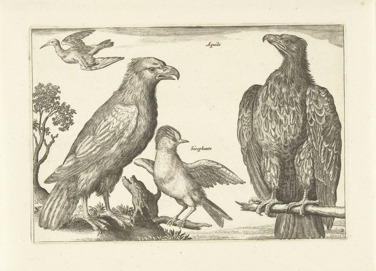 Vier vogels Vogels (serietitel) Avivm Vivae (serietitel) door Anonymous