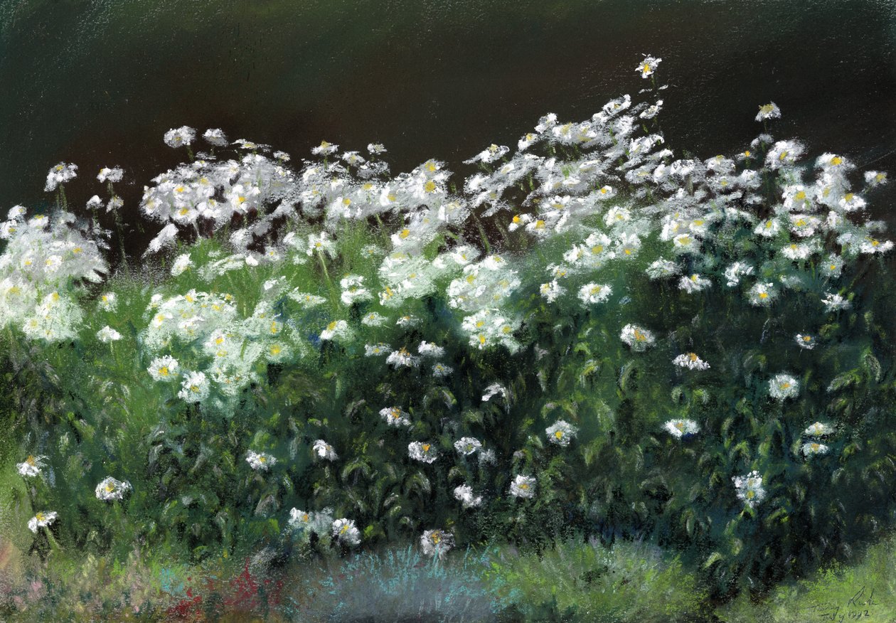 Shasta Madeliefjes door Anthony Rule