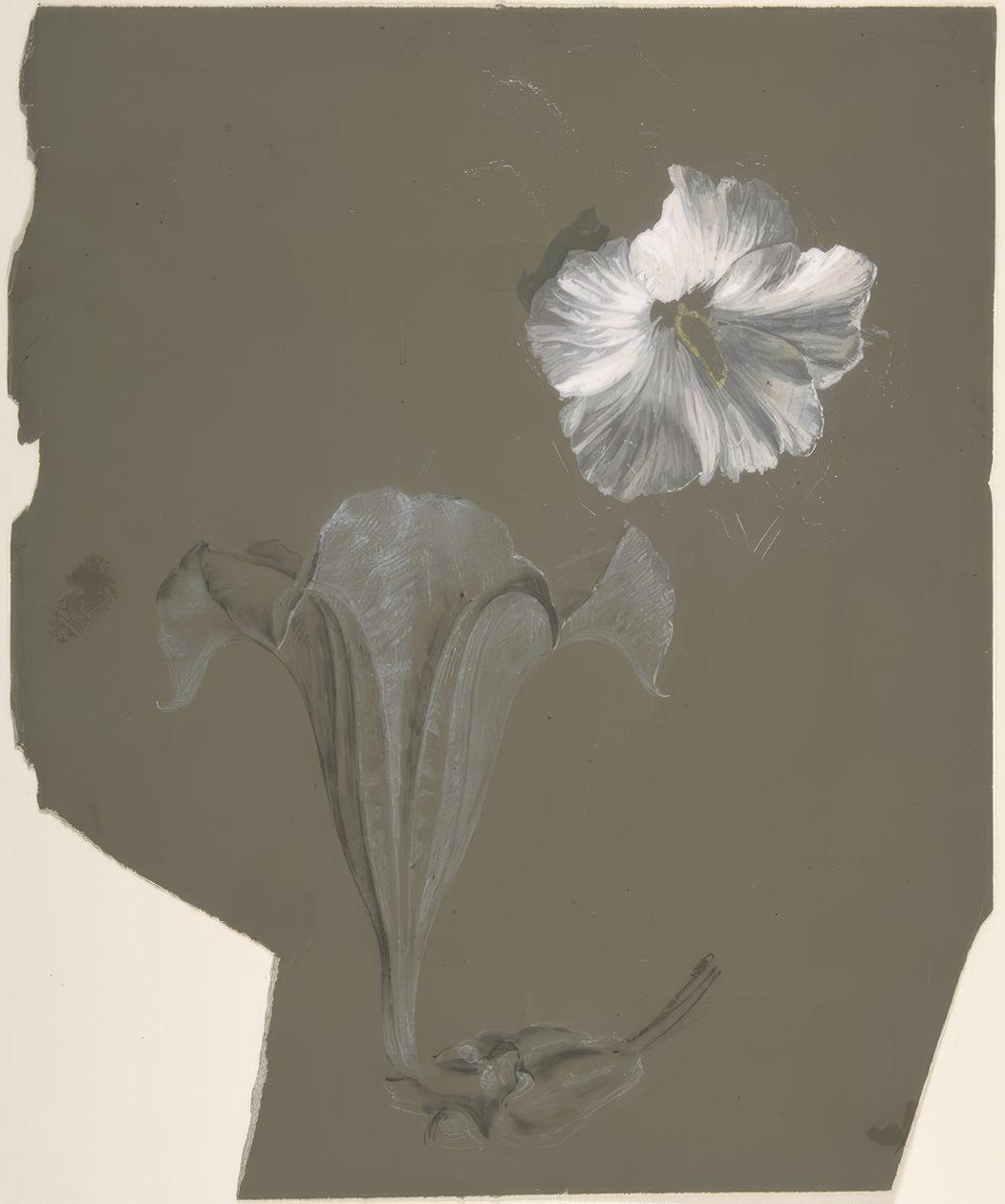 Een studie van twee witte lelies door Antoine Berjon