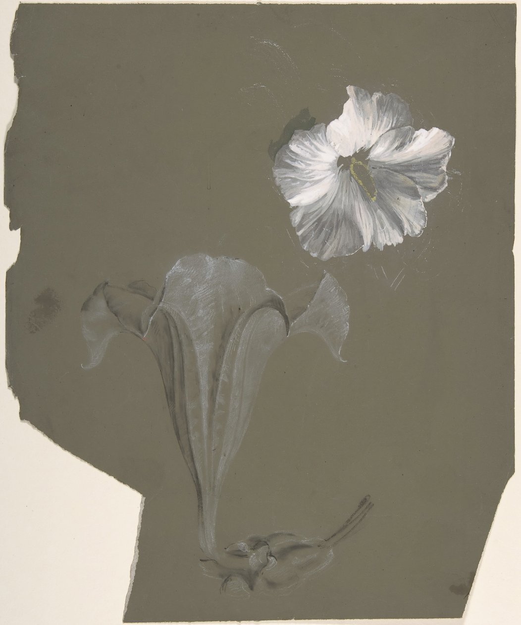 Een studie van twee witte lelies, n.d. door Antoine Berjon