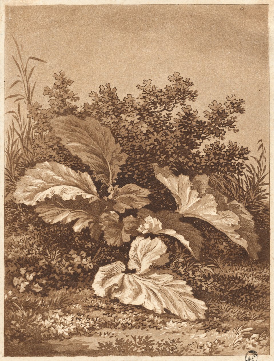 Een studie van bladeren door Anton Balzer