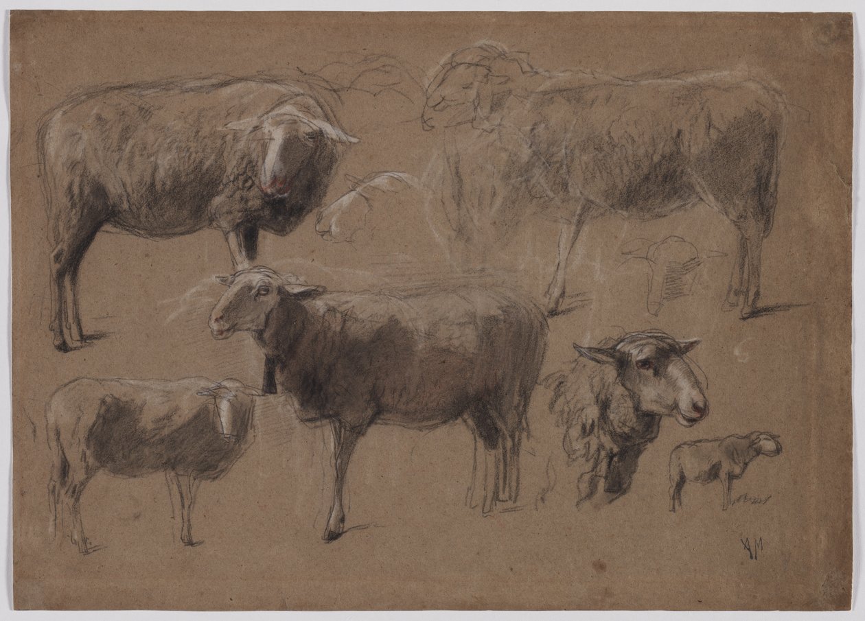 Studies van schapen, tweede helft 1800s door Anton Mauve