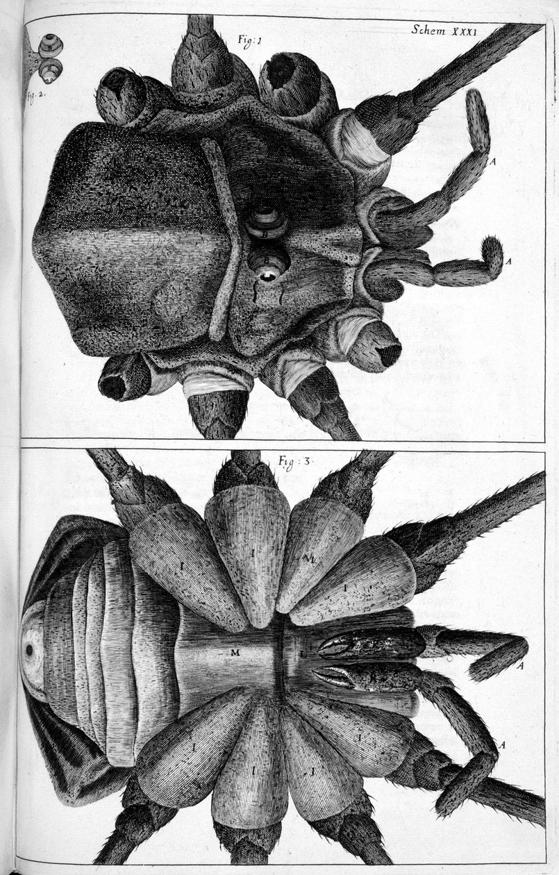 Microscopie door Frederick (attr. to) Barnard