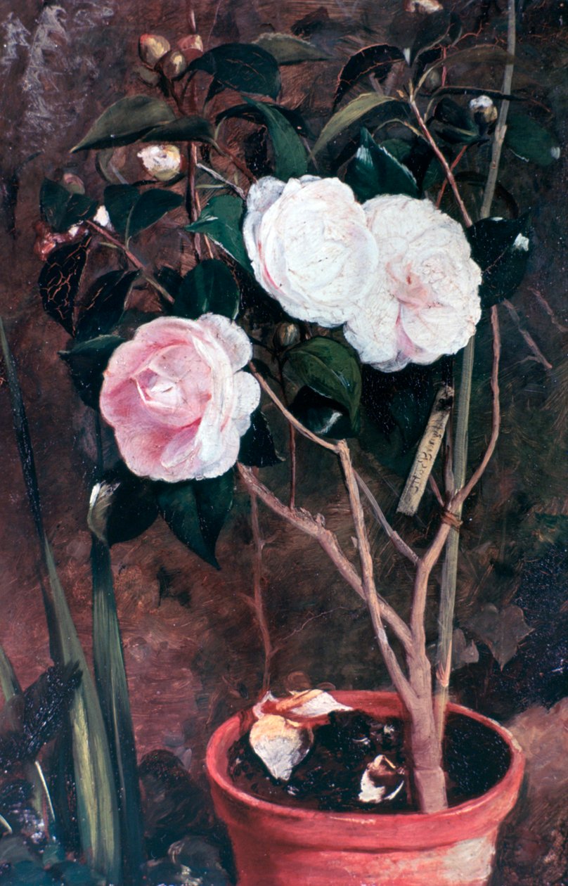 Camelias, 19e eeuw door Antonio Maria Fabres y Costa