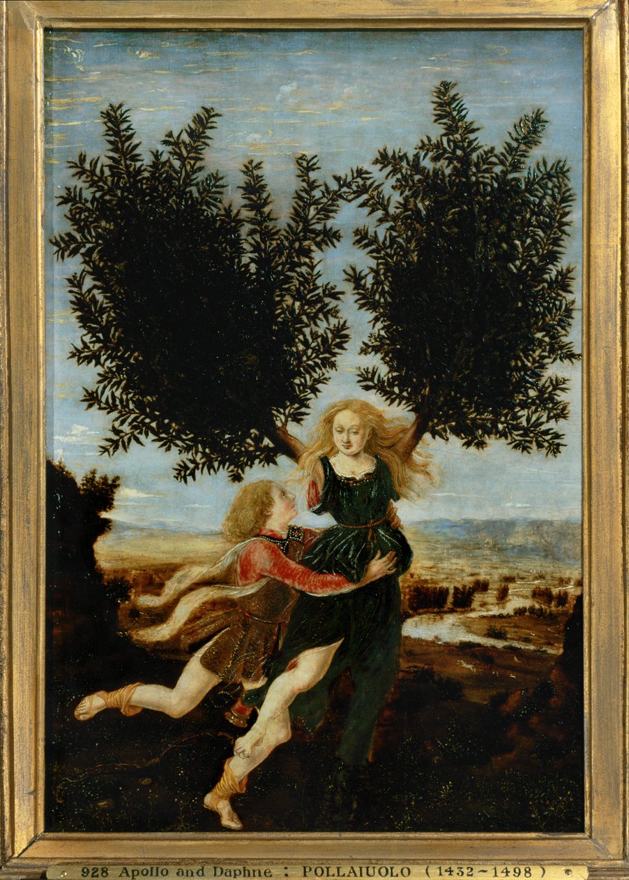 Apollo en Daphne ... (schilderij op doek) door Antonio Pollaiuolo