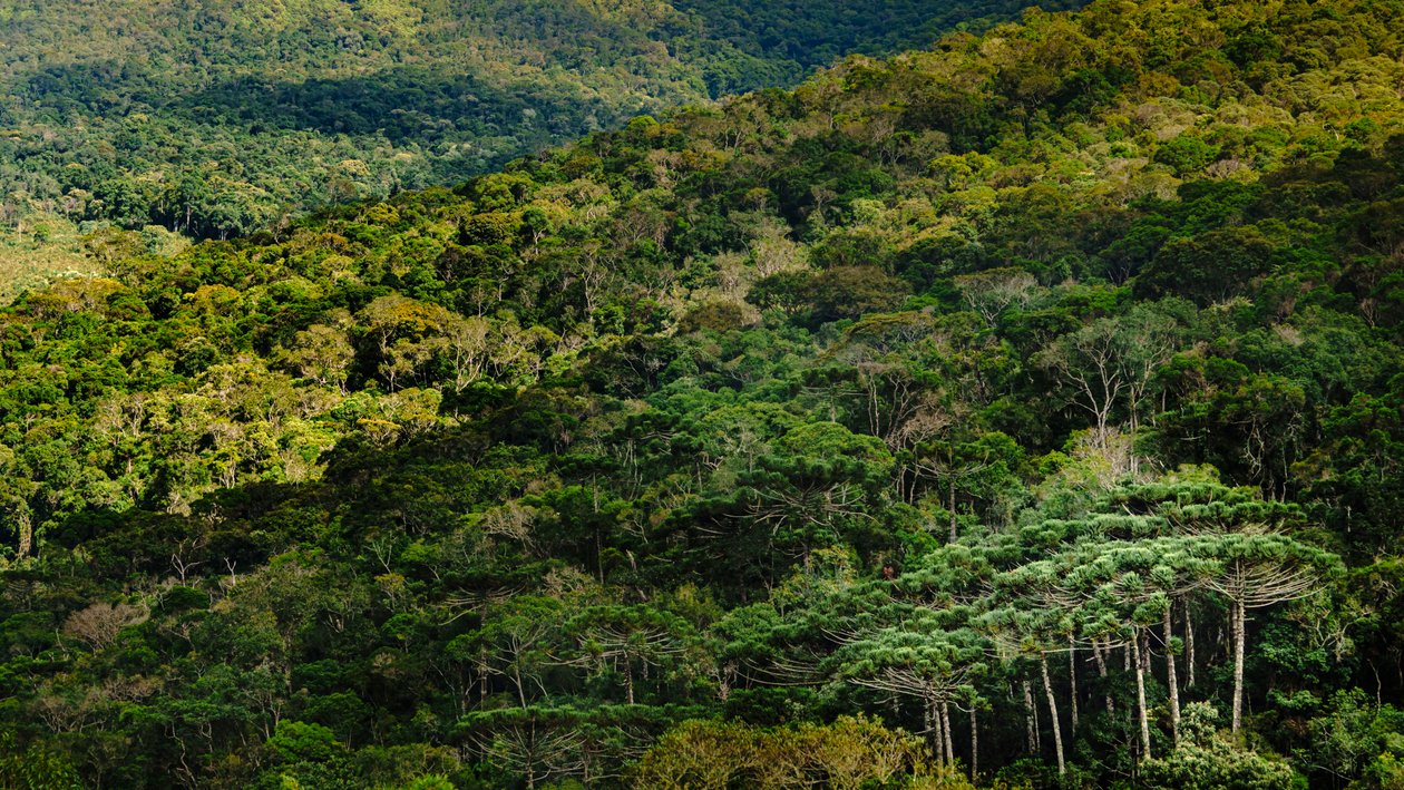 Mantiqueira LVIII, Brazilië, 2023 (foto) door Antonio Schubert