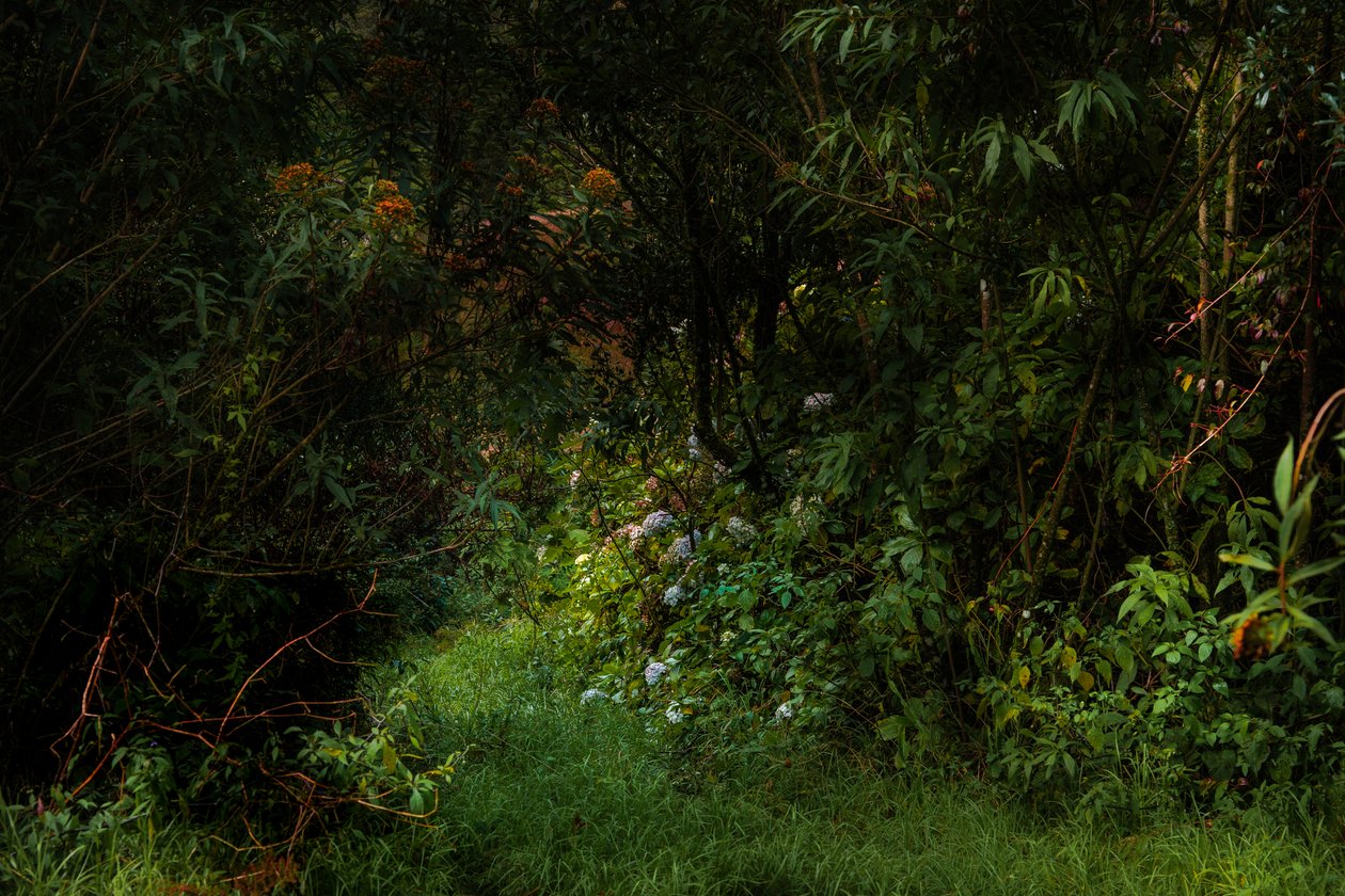Paden, 2015 door Antonio Schubert