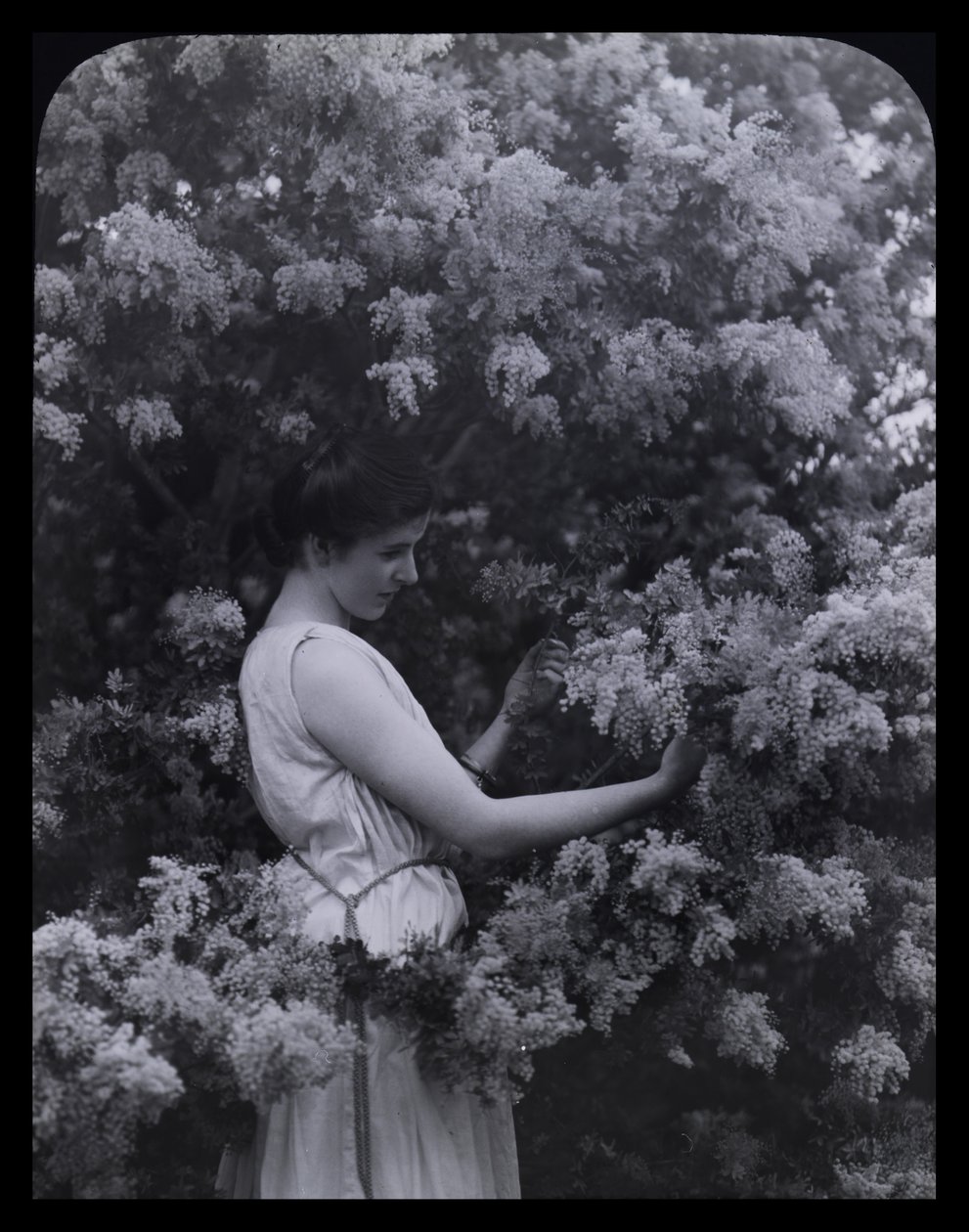 Cootamundra Wattle door Archibald James Campbell