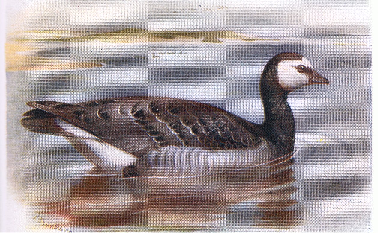 Brandgans door Archibald Thorburn