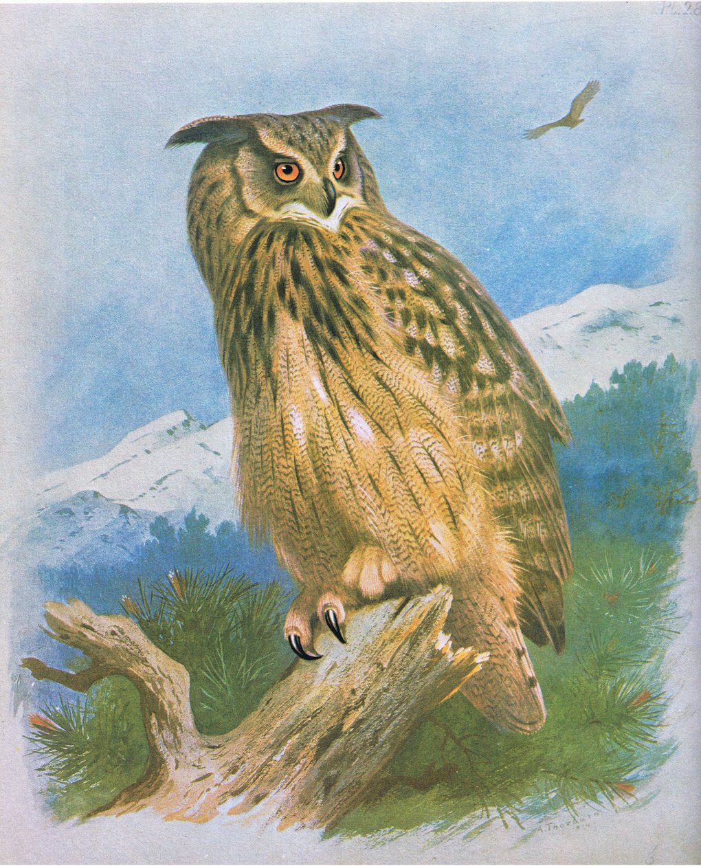 Oehoe, uitgegeven door Book Club Associates, 1972 door Archibald Thorburn