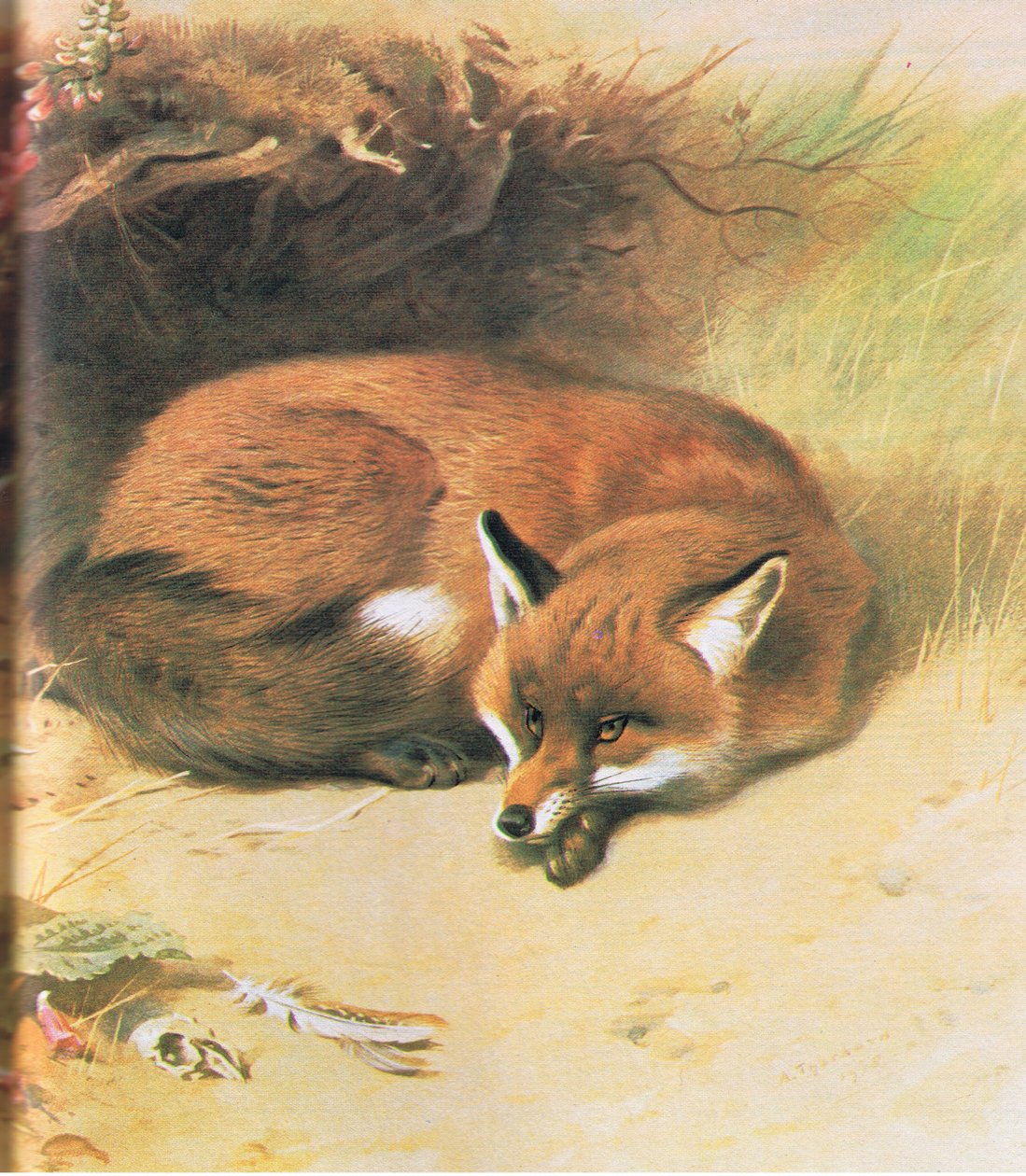 Vos, uitgegeven door Book Club Associates, 1972 door Archibald Thorburn