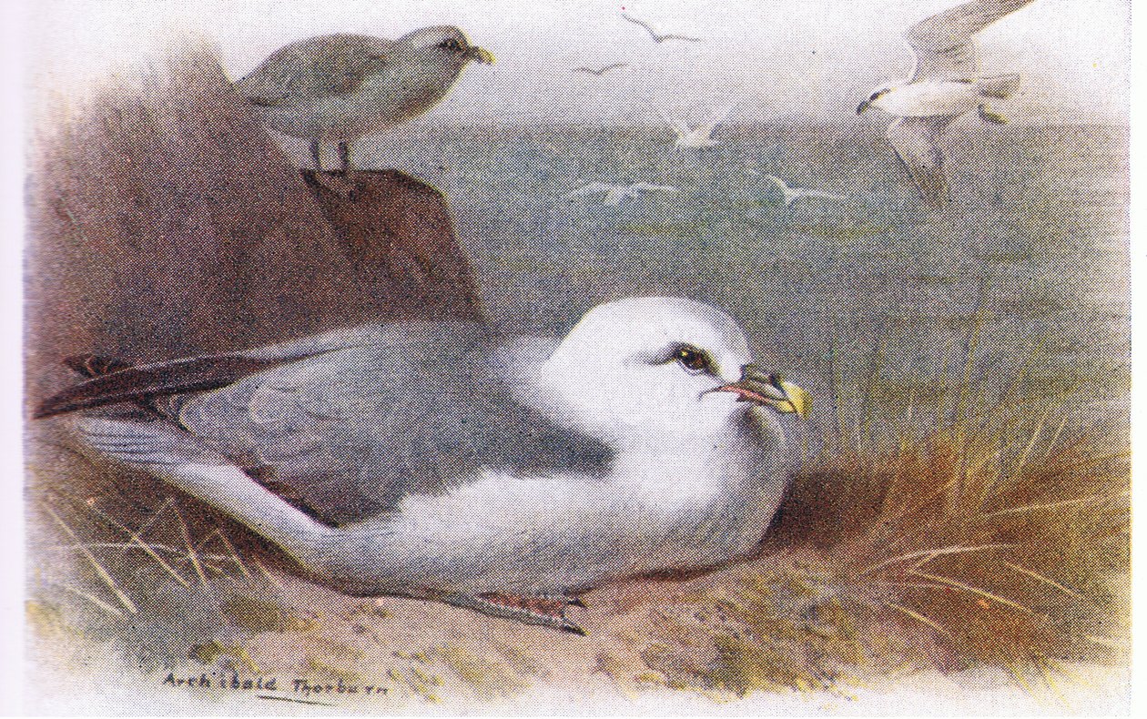 Noordse stormvogel door Archibald Thorburn