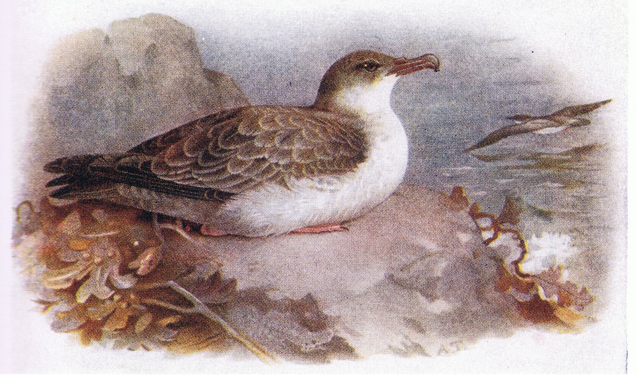 Grote pijlstormvogel door Archibald Thorburn