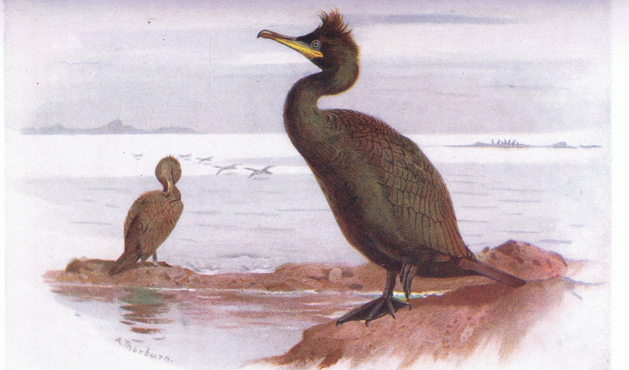 Aalscholver door Archibald Thorburn