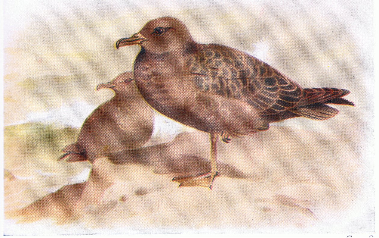 Sooty Shearwater door Archibald Thorburn