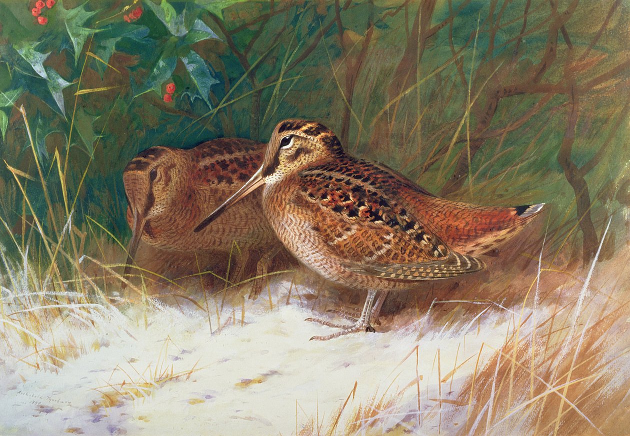 Houtsnip in het kreupelhout door Archibald Thorburn