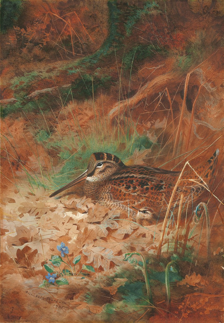Een Houtsnip en Kuiken in het Kreupelhout door Archibald Thorburn