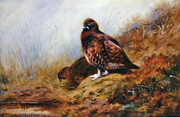 Korhoen door Archibald Thorburn