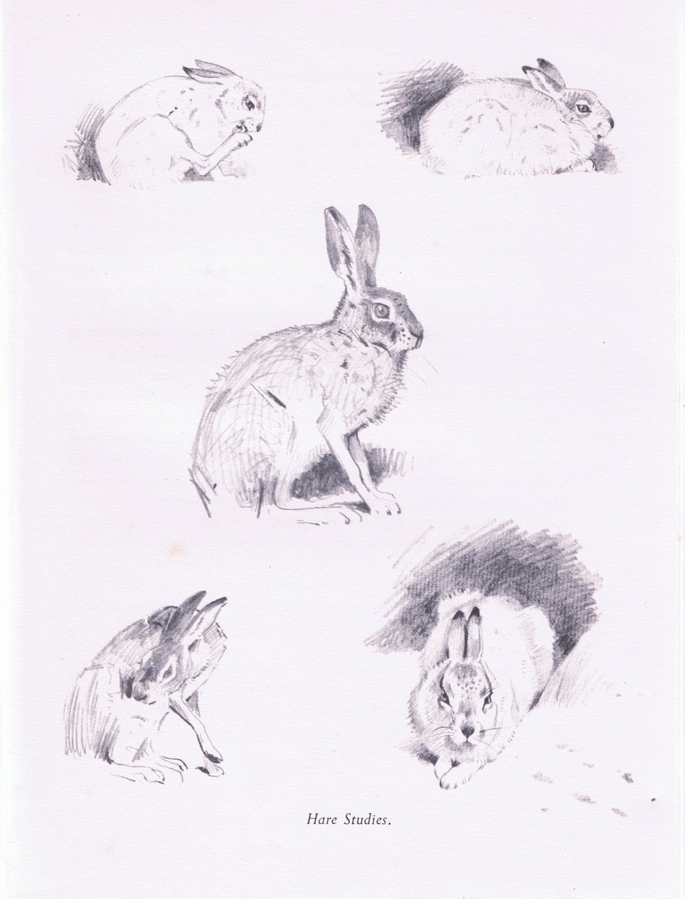 Hazenstudies door Archibald Thorburn