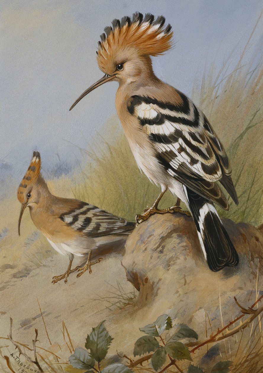 Hoppen door Archibald Thorburn