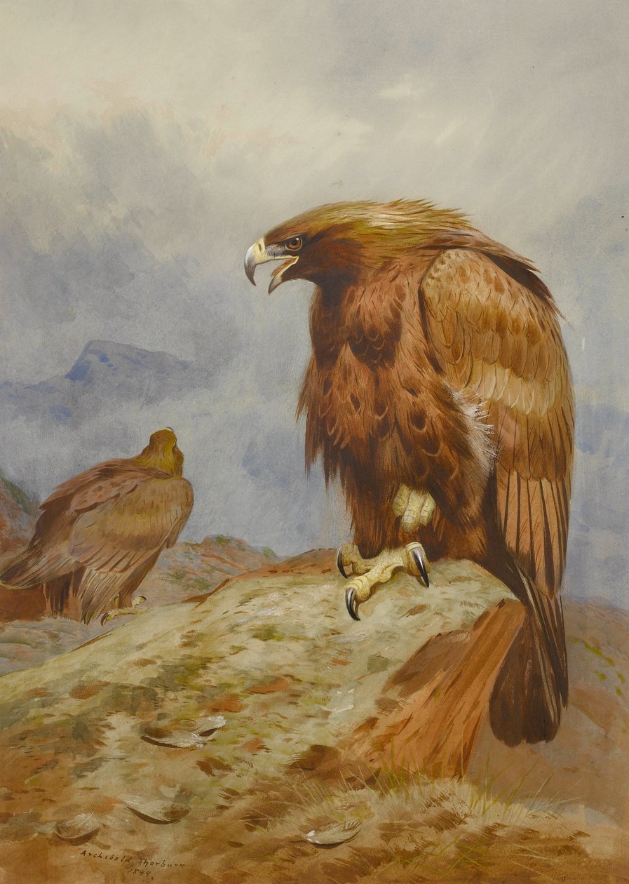 Paar Steenarenden door Archibald Thorburn