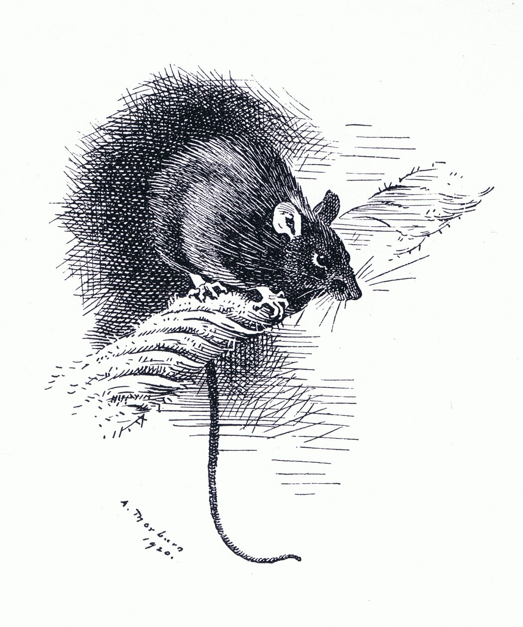 Rat, pub. door Book Club Associates door Archibald Thorburn