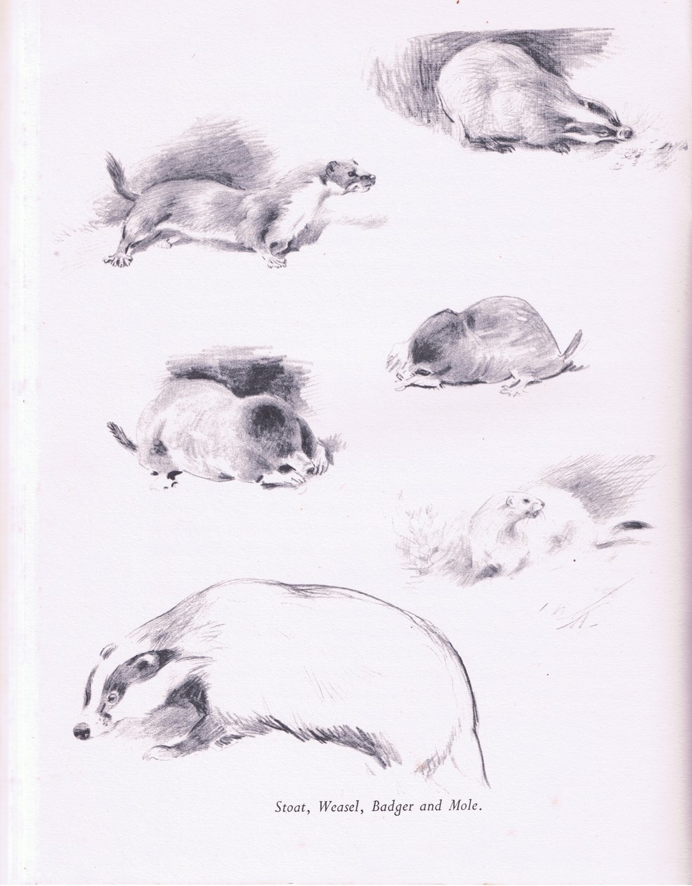 Hermelijn, Wezel, Das en Mol door Archibald Thorburn