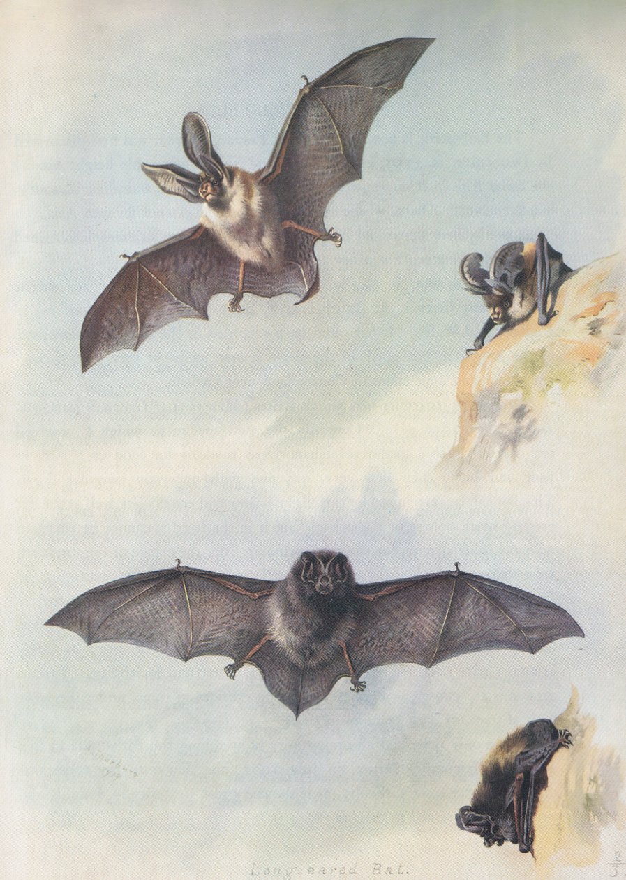 De Barbastelle door Archibald Thorburn