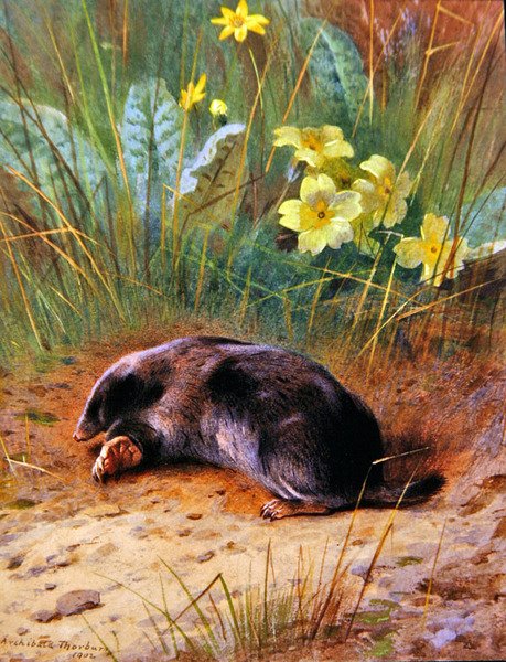 De Gewone Mol door Archibald Thorburn