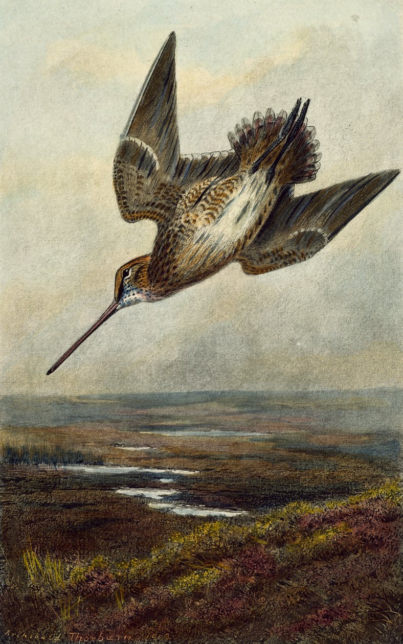 Houtsnip door Archibald Thorburn