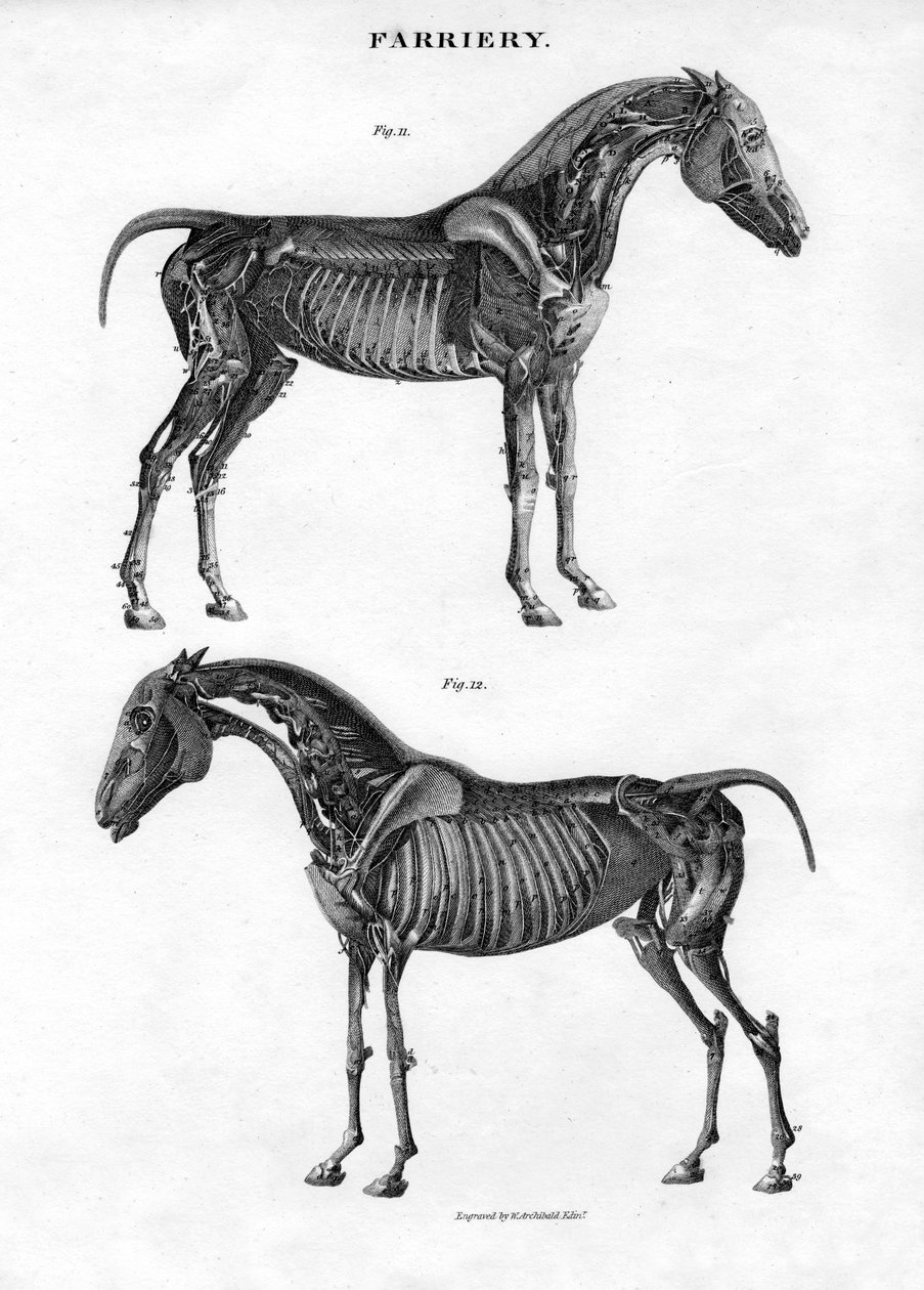 Anatomie van een paard door Archibald Webb