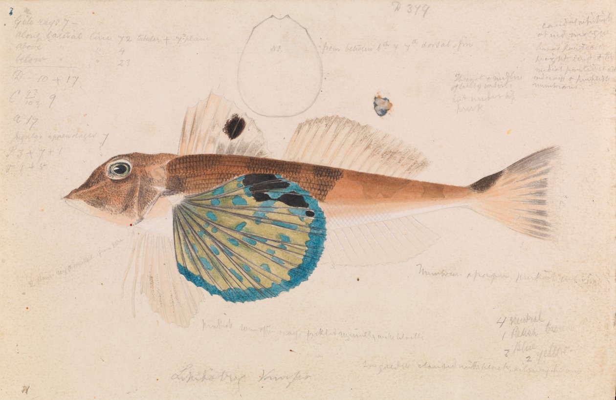 Vlindervis, Lepidotrigla vanessa door Arthur Bartholomew