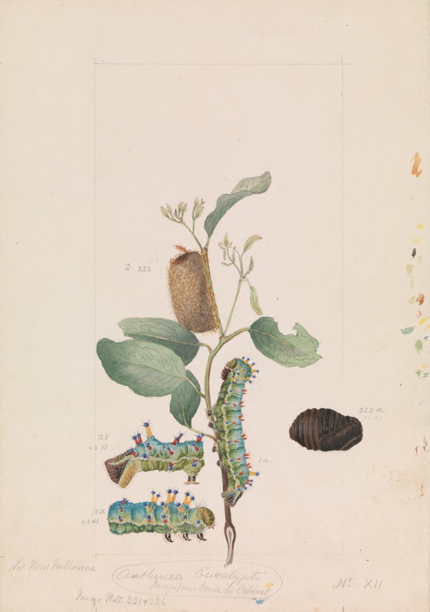 Keizergomvlinder, Opodiphthera eucalypti door Arthur Bartholomew