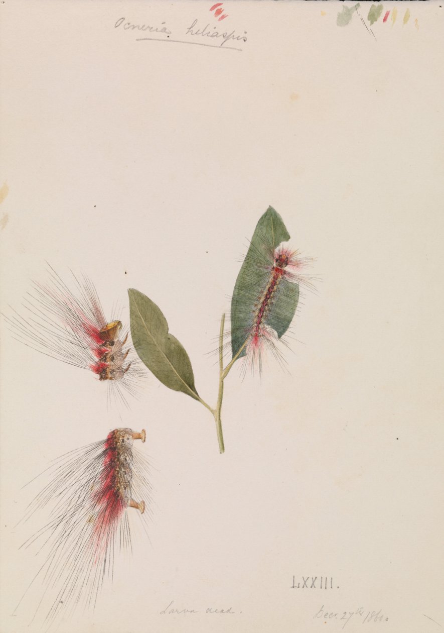 Roze Anthelid, Chenuala helispis door Arthur Bartholomew