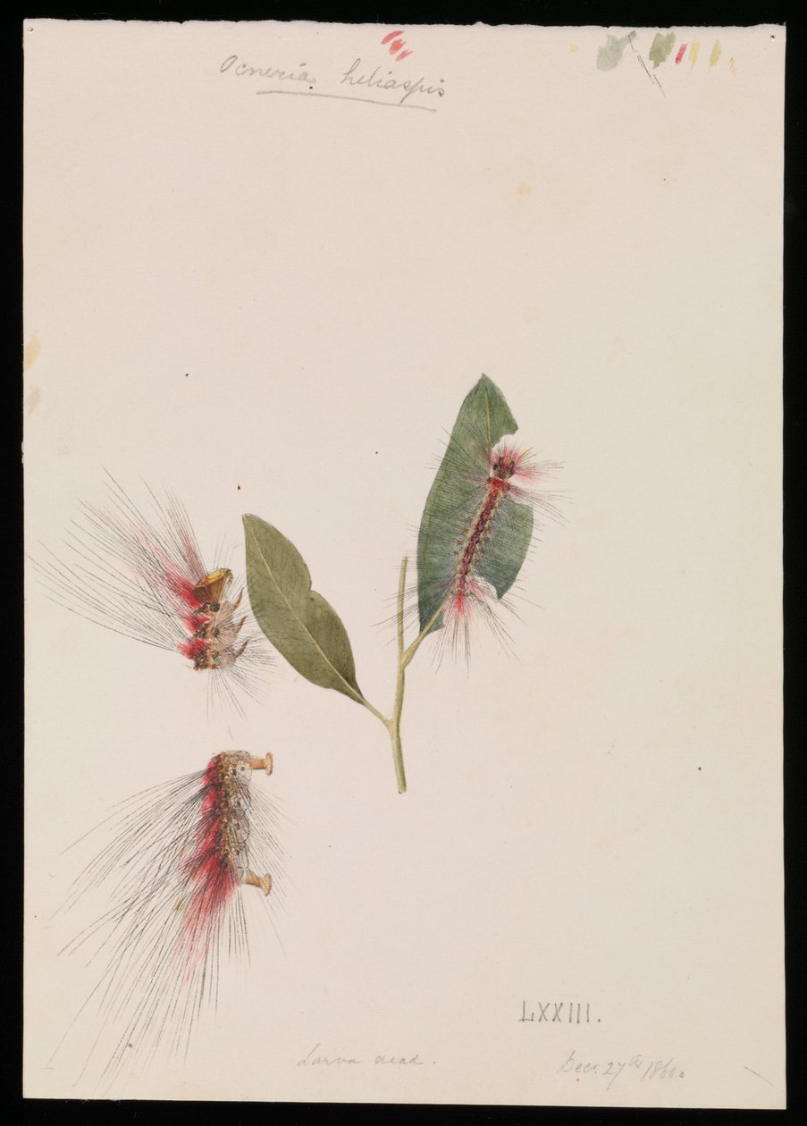 Roze Anthelid, Chenuala helispis door Arthur Bartholomew