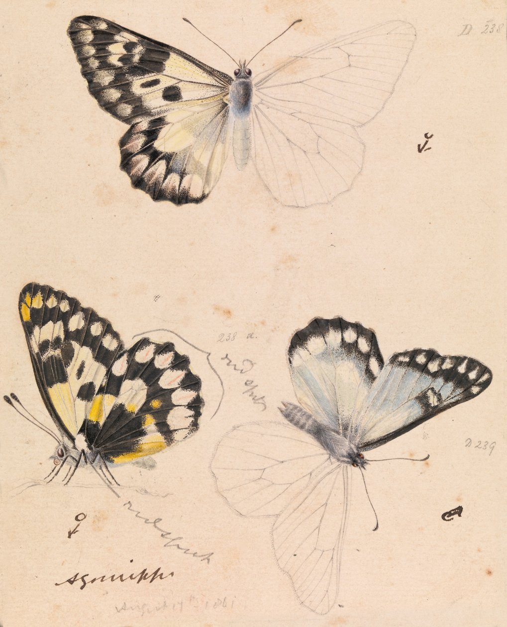 Houtwitte Vlinder, Delias aganippe door Arthur Bartholomew