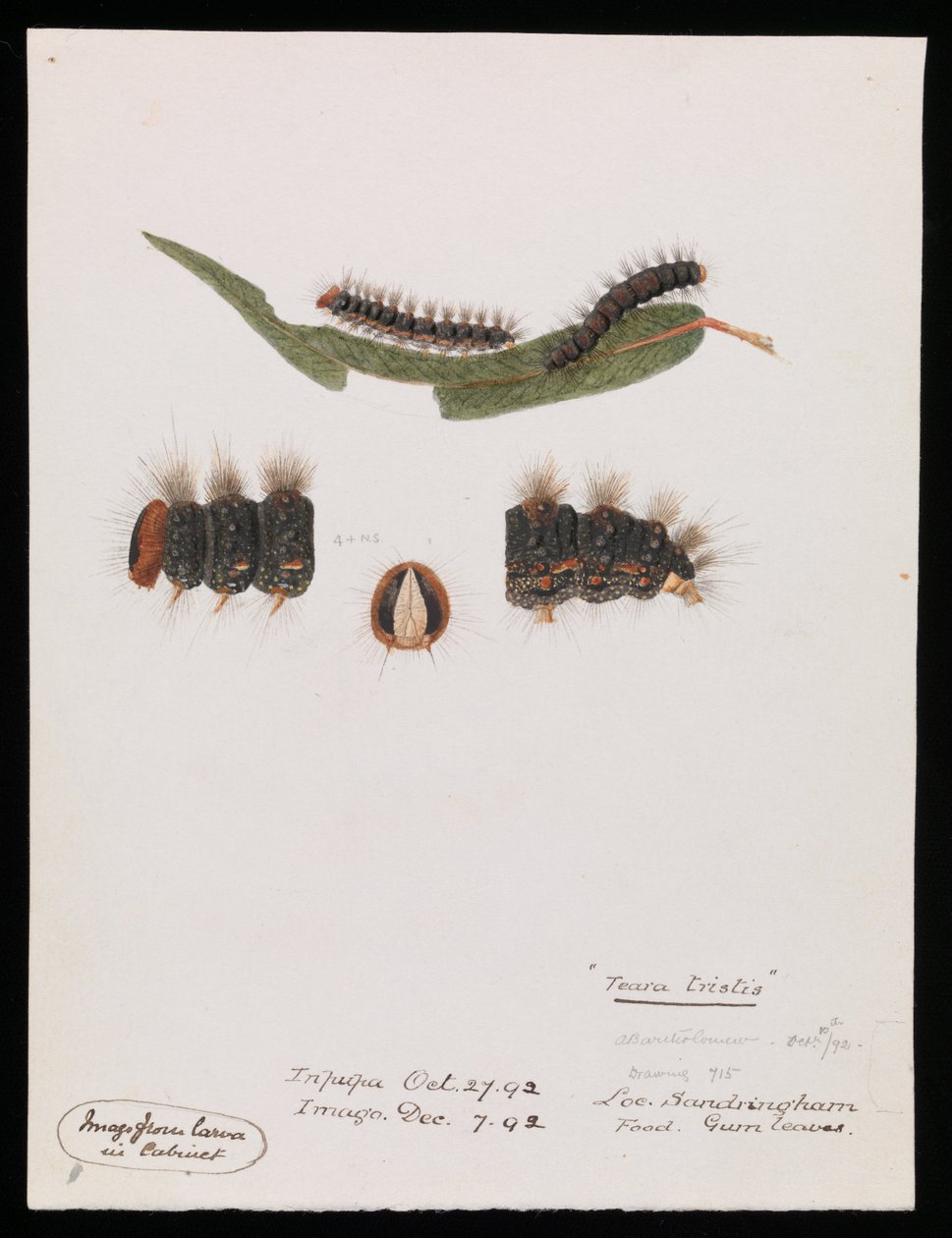Rups, Epicoma contristis, Teara tristis door Arthur Bartholomew