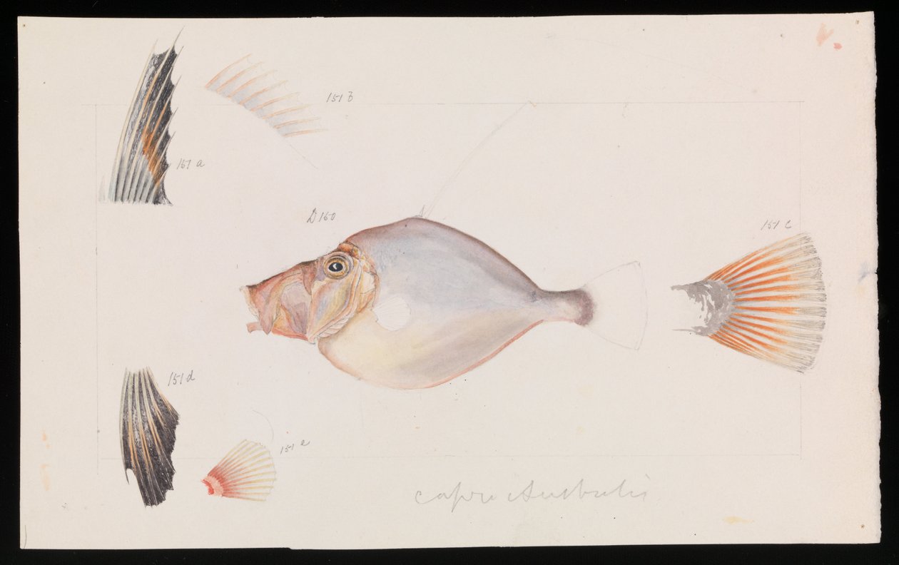 Zilveren Dory, Cyttus australis door Arthur Bartholomew