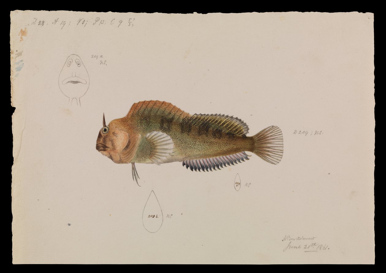 Tasmaanse Blenny, Parablennius tasmanianus door Arthur Bartholomew