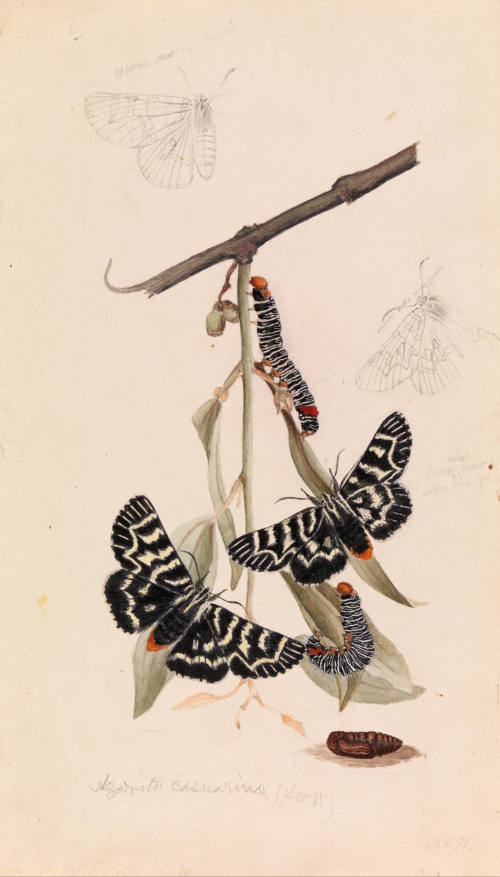 Wijngaardmot, Comocrus behri door Arthur Bartholomew