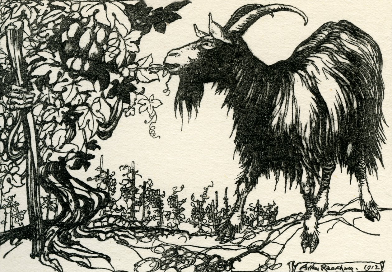 Aesopus