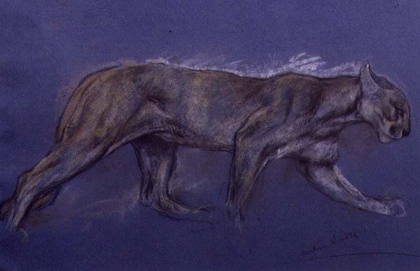 Puma door Arthur Wardle